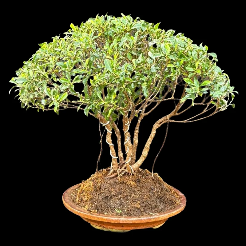 FICUS TIGER BARK